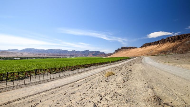 Straße und Weinanbau in Aussenkehr Namibia